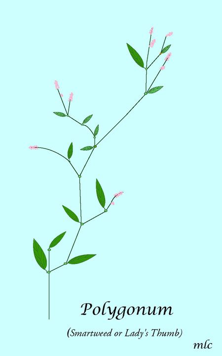 Polygonum