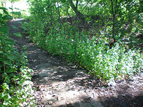 dirt path
